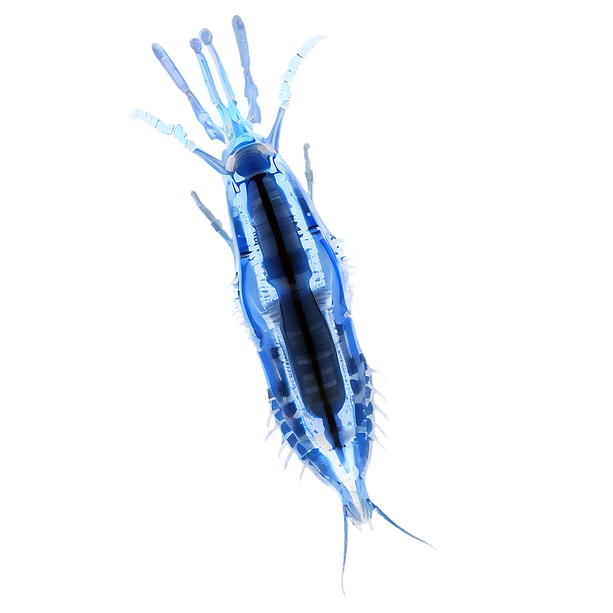 High-resolution Zooplankton Png Kru