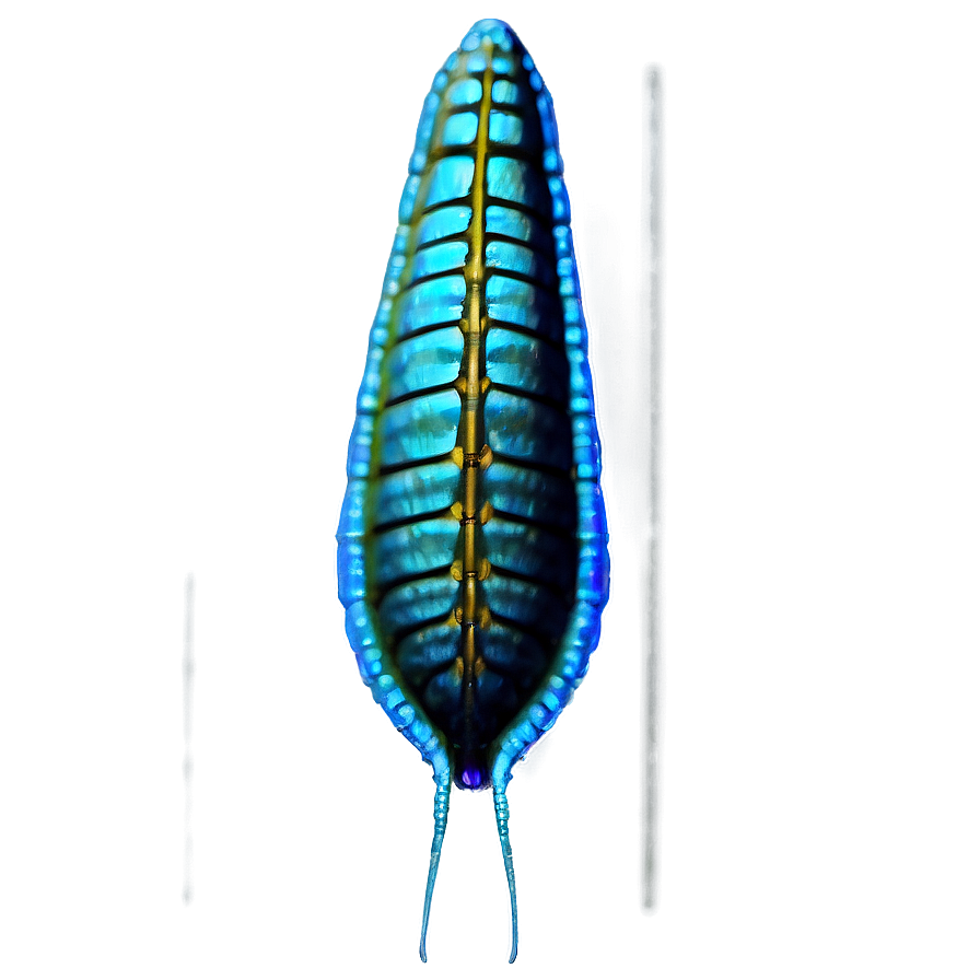 High-resolution Zooplankton Png Lai