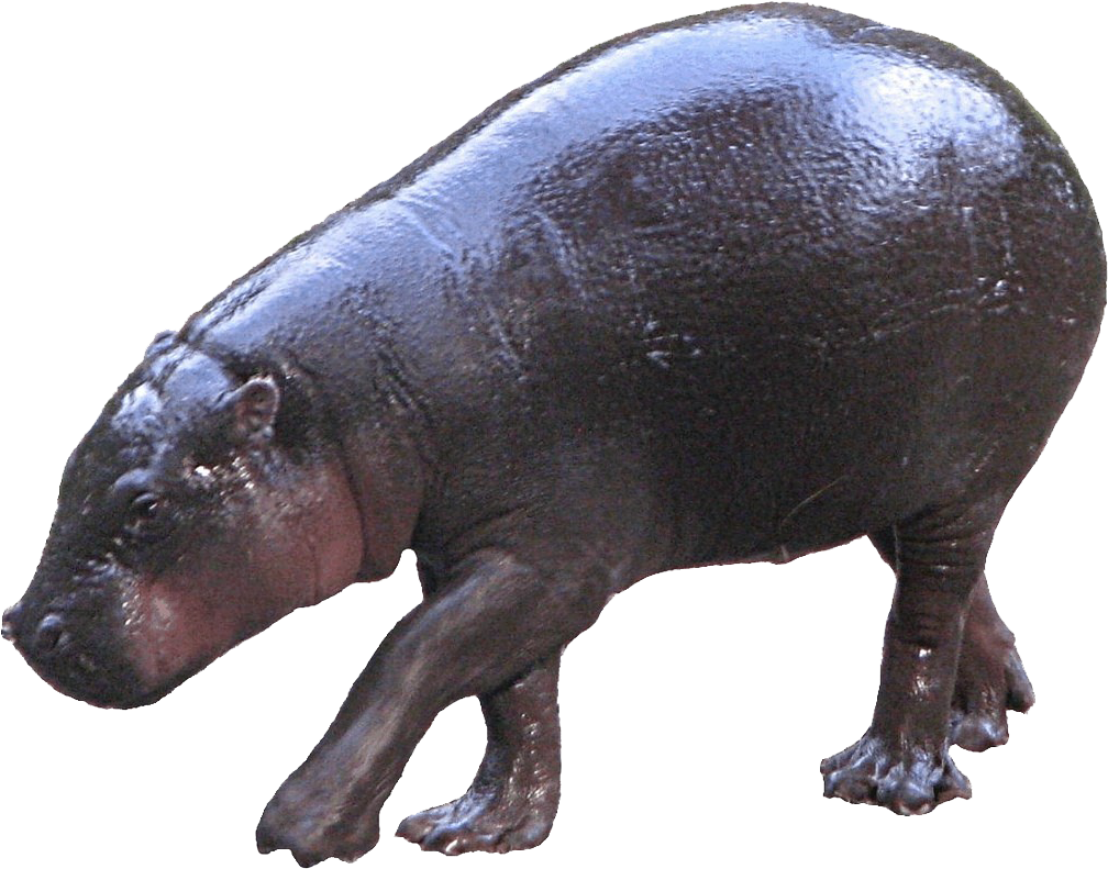 Hippopotamuson Land.png