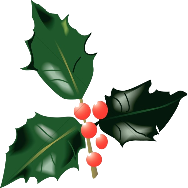 Holly Berries Illustration