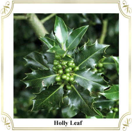 Holly Leaves Green Berries Frame