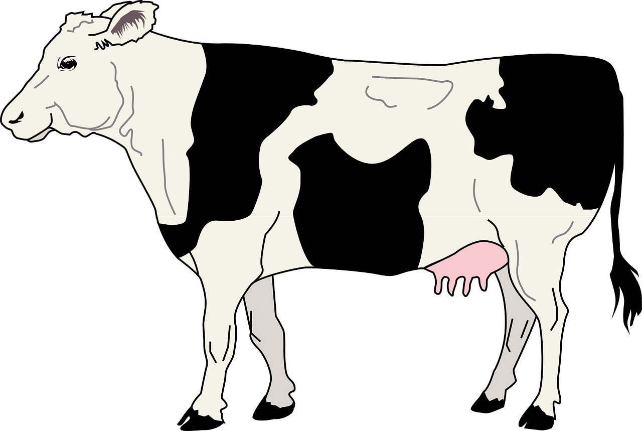 Holstein Friesian Cow Illustration