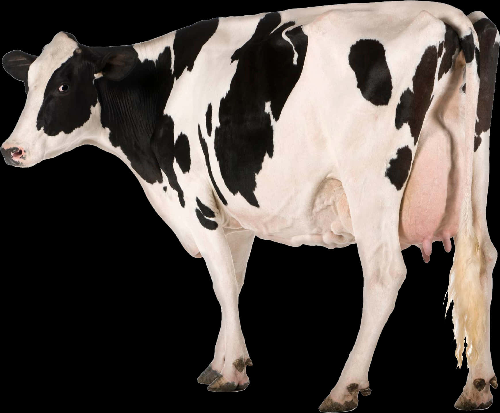 Holstein Friesian Cow Isolated