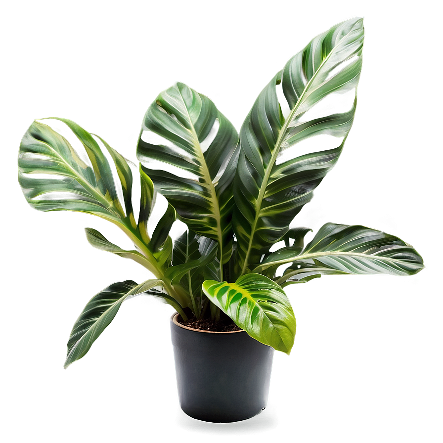 Home Decor Plant Png 06202024