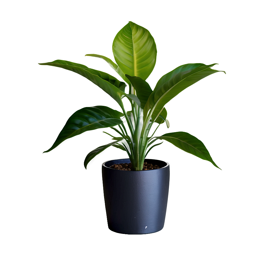 Home Decor Plant Png Kcr