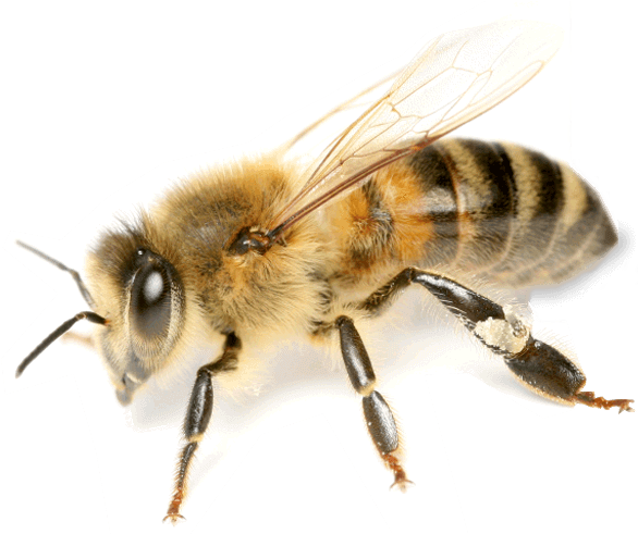 Honey Bee Close Up