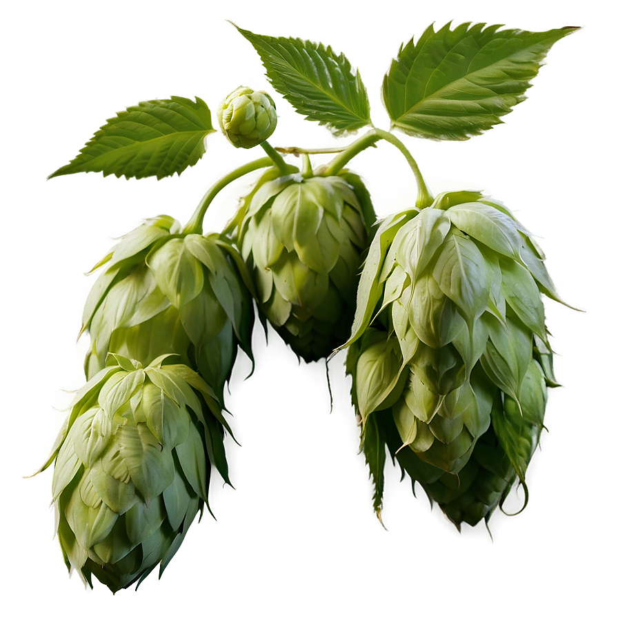 Hops Agriculture Shot Png 32