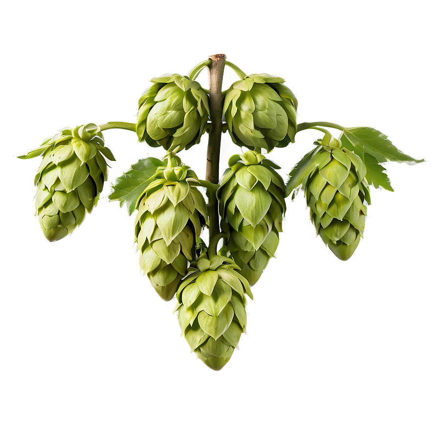 Hops Agriculture Shot Png 43