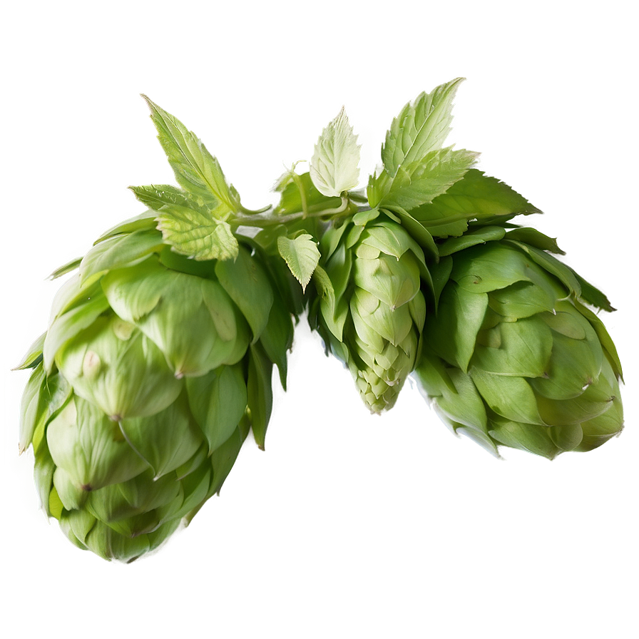 Hops Agriculture Shot Png Lae35