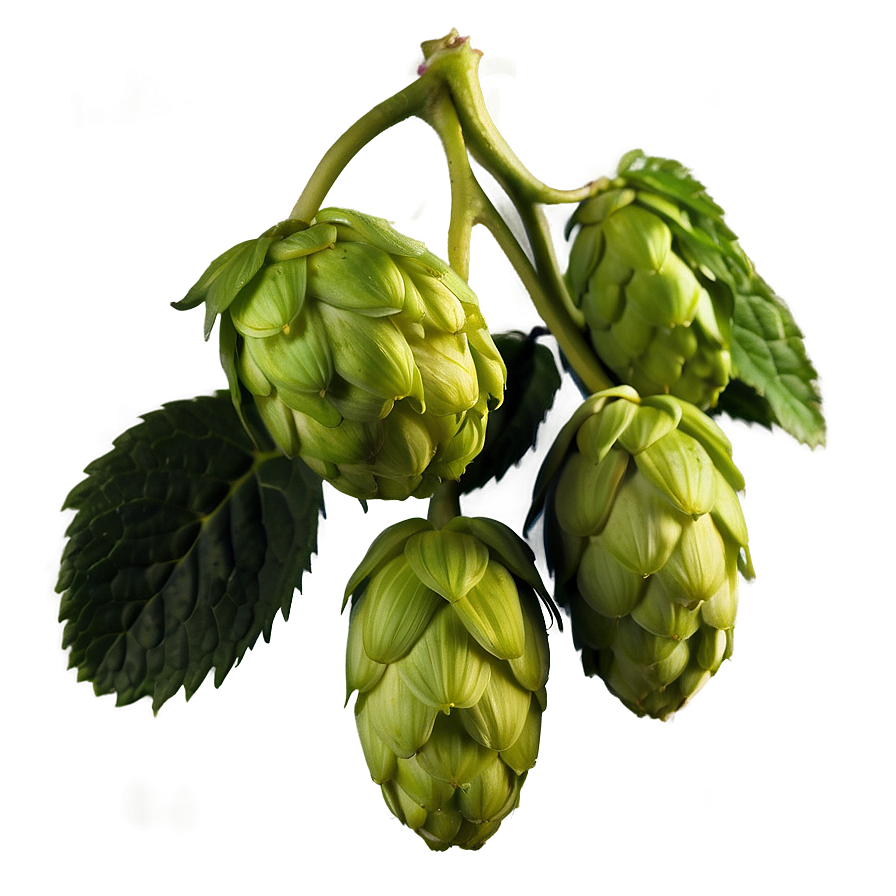 Hops Beer Ingredient Png Fjo71