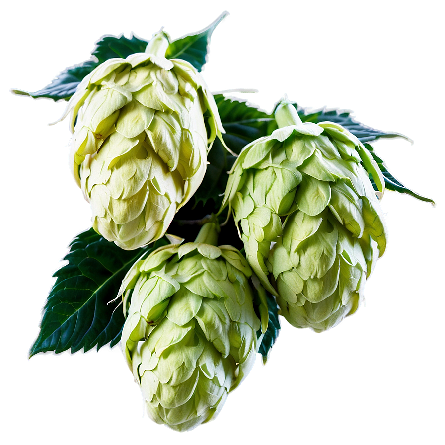 Hops Beer Ingredient Png Goi