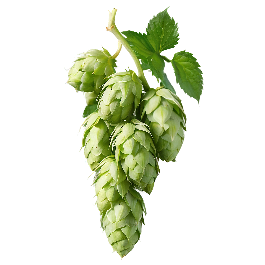 Hops Beer Ingredient Png Tse