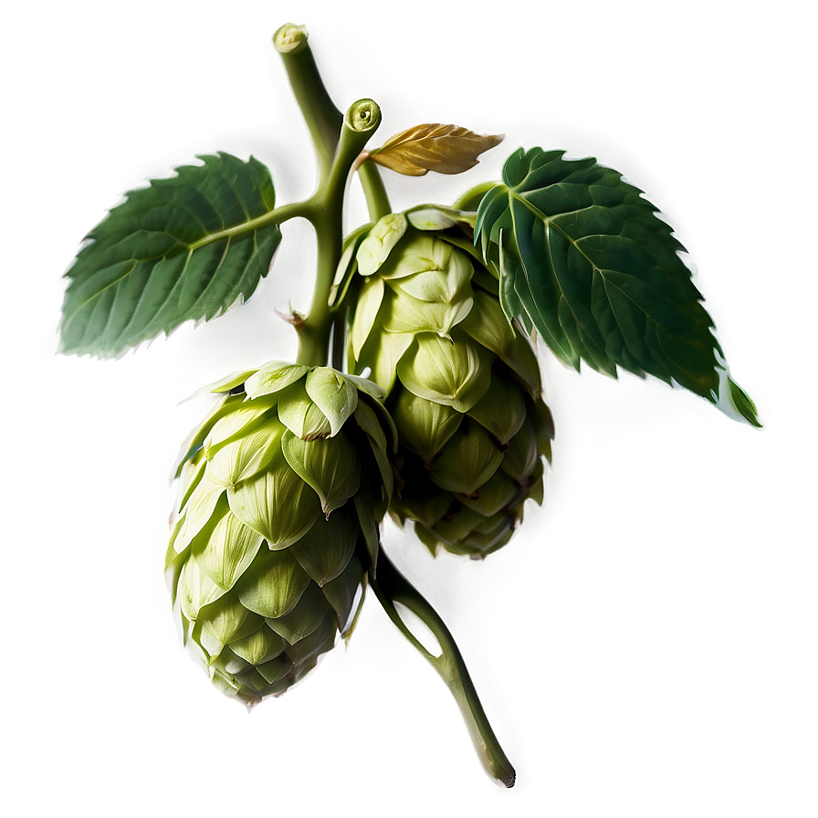 Hops Botanical Print Png Fhq