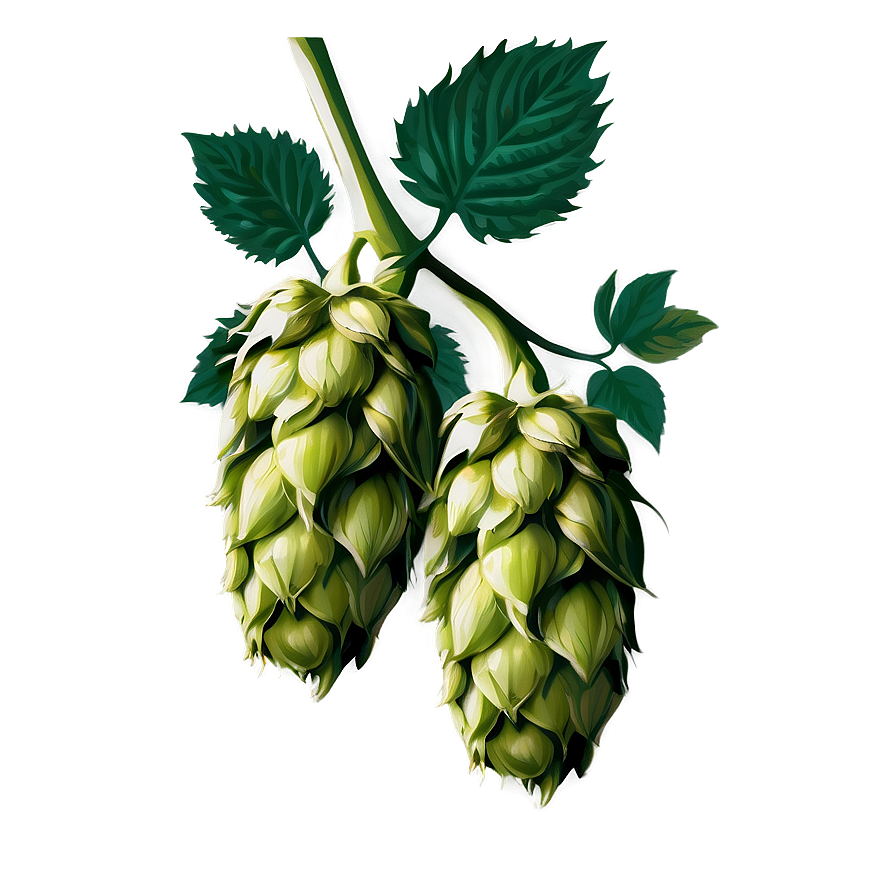 Hops Botanical Print Png Fta