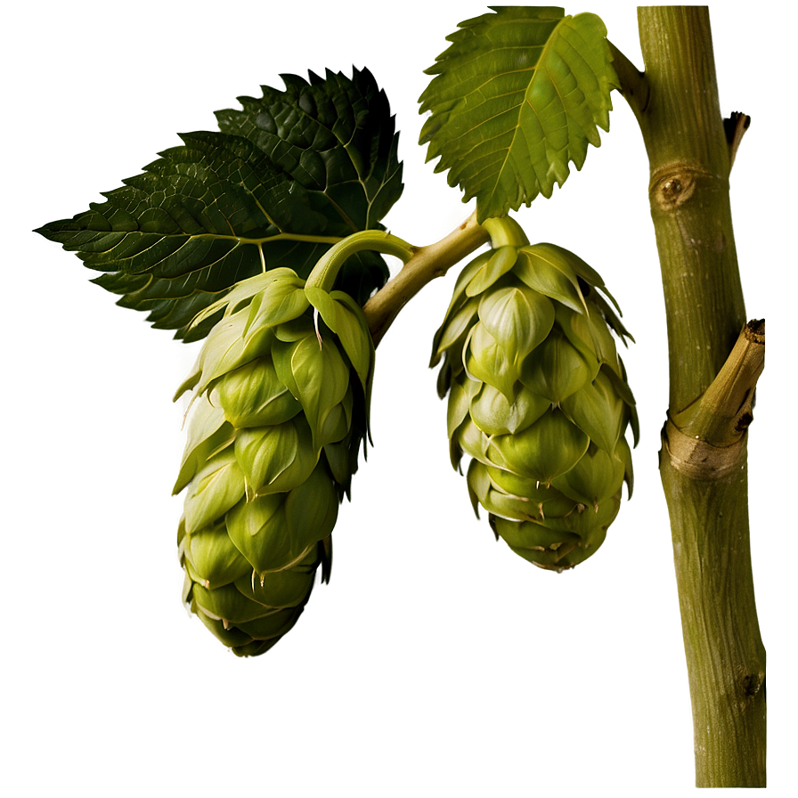 Hops Botanical Print Png Puk