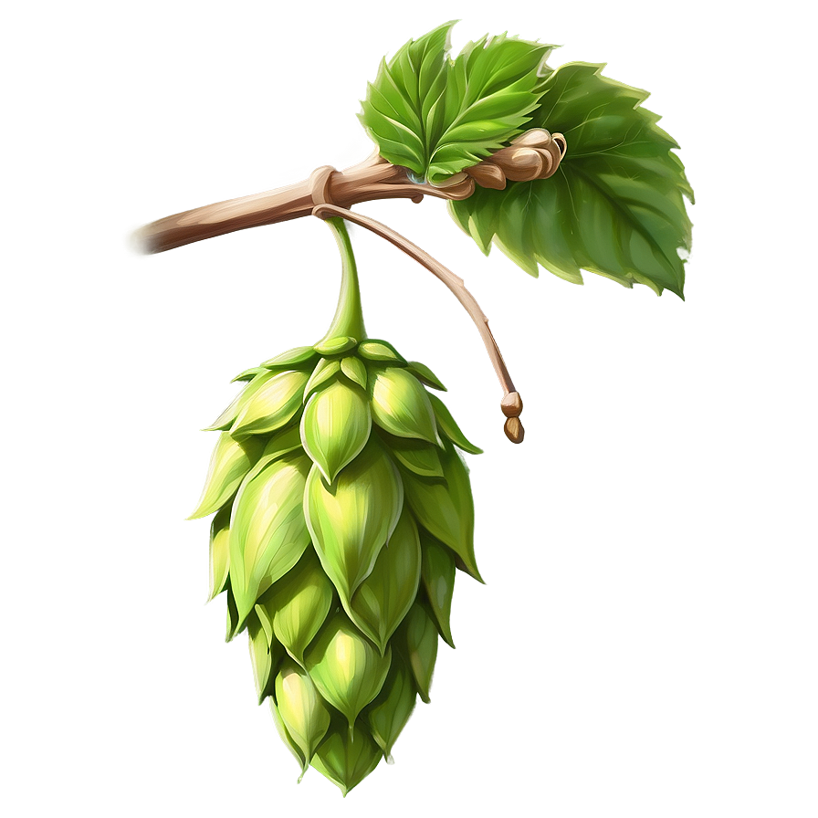 Hops Branch Sketch Png 88