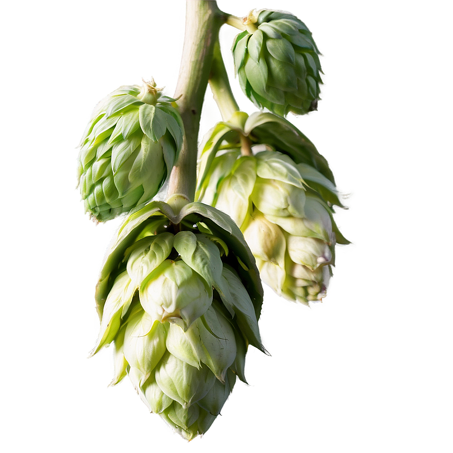 Hops Buds Detail Png 06292024