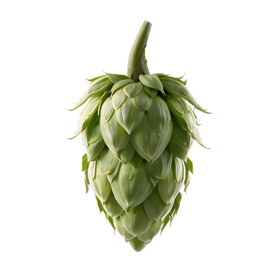 Hops Buds Detail Png 06292024