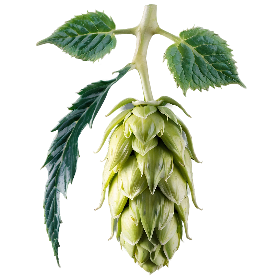 Hops Buds Detail Png Ids