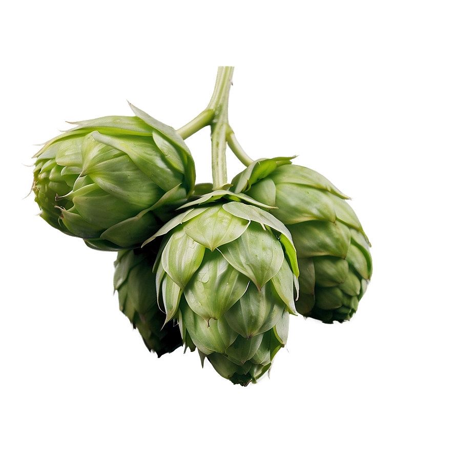 Hops Buds Detail Png Wjk