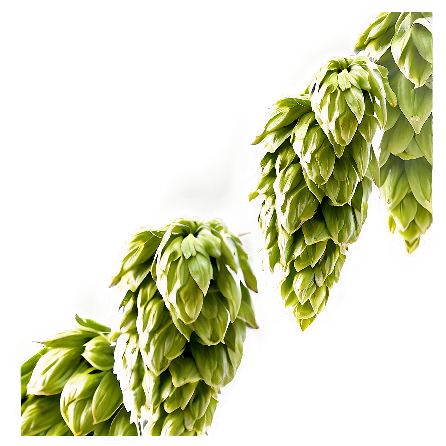 Hops Farming Landscape Png 06292024