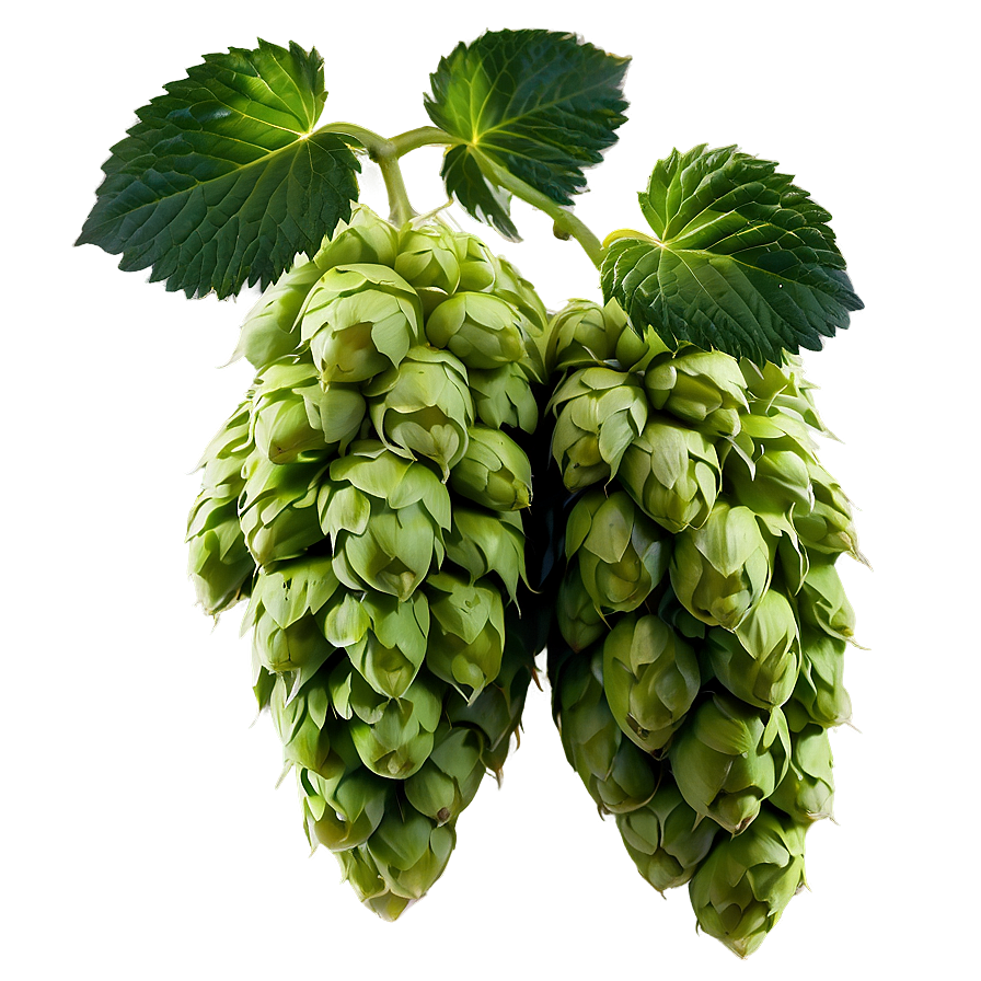 Hops Farming Landscape Png 36