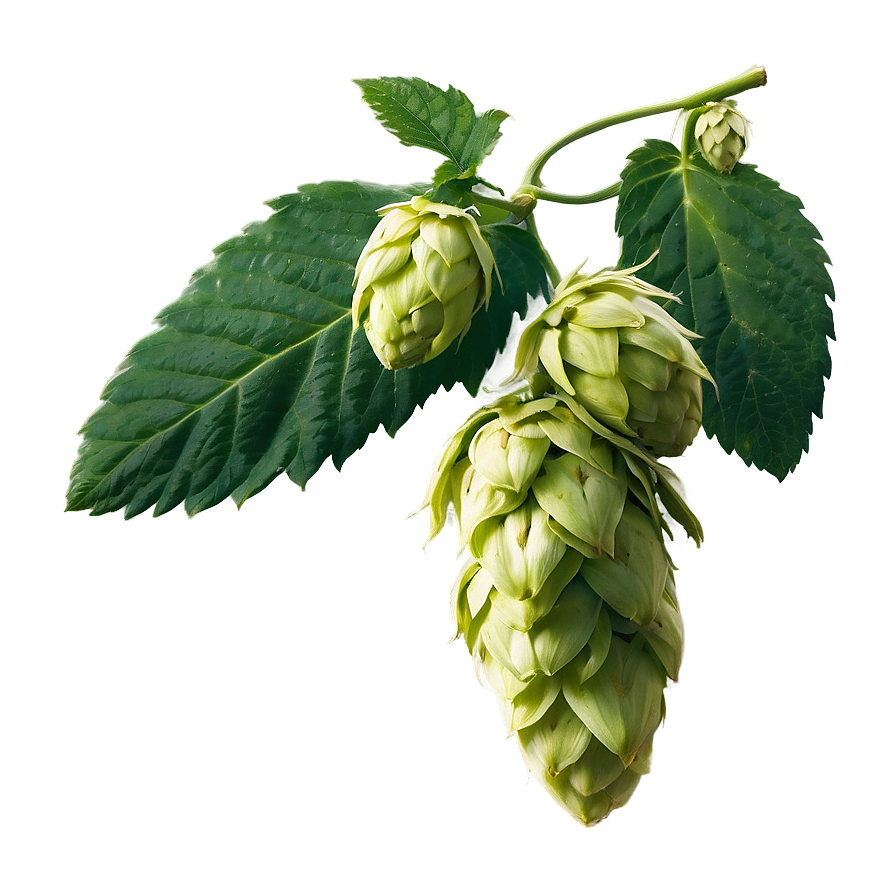 Hops Farming Landscape Png Pip