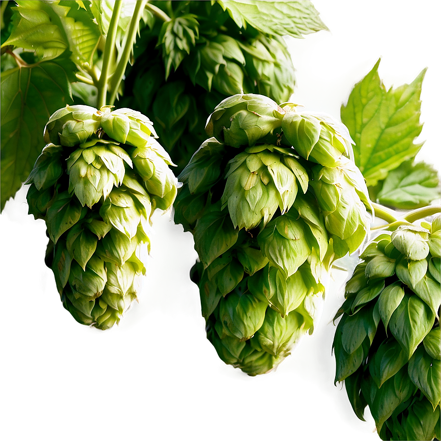 Hops Field Panorama Png Oko