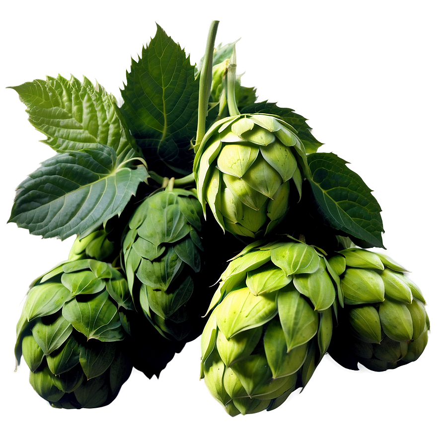 Hops Harvest Scene Png Olx