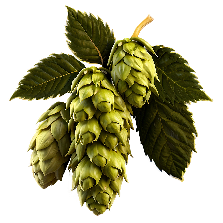 Hops Harvest Scene Png Rgh