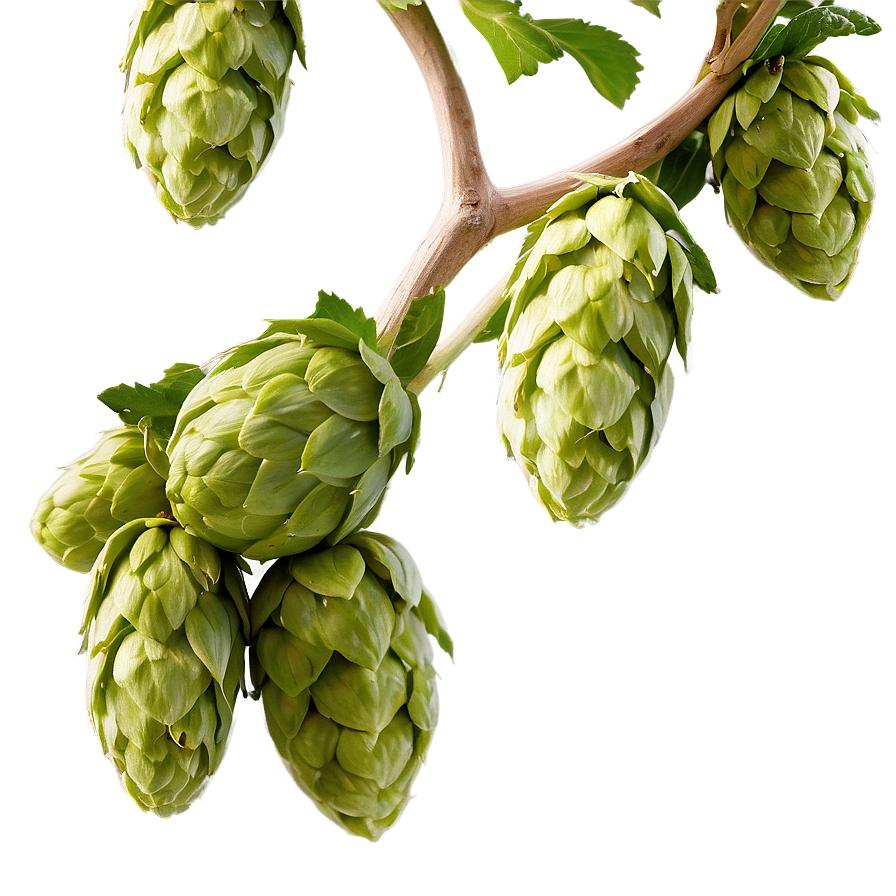 Hops Harvest Scene Png Wye41