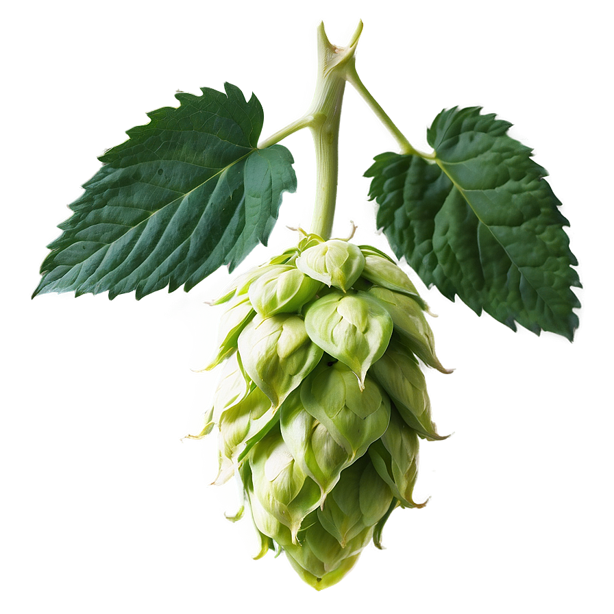 Hops In Bloom Png 55