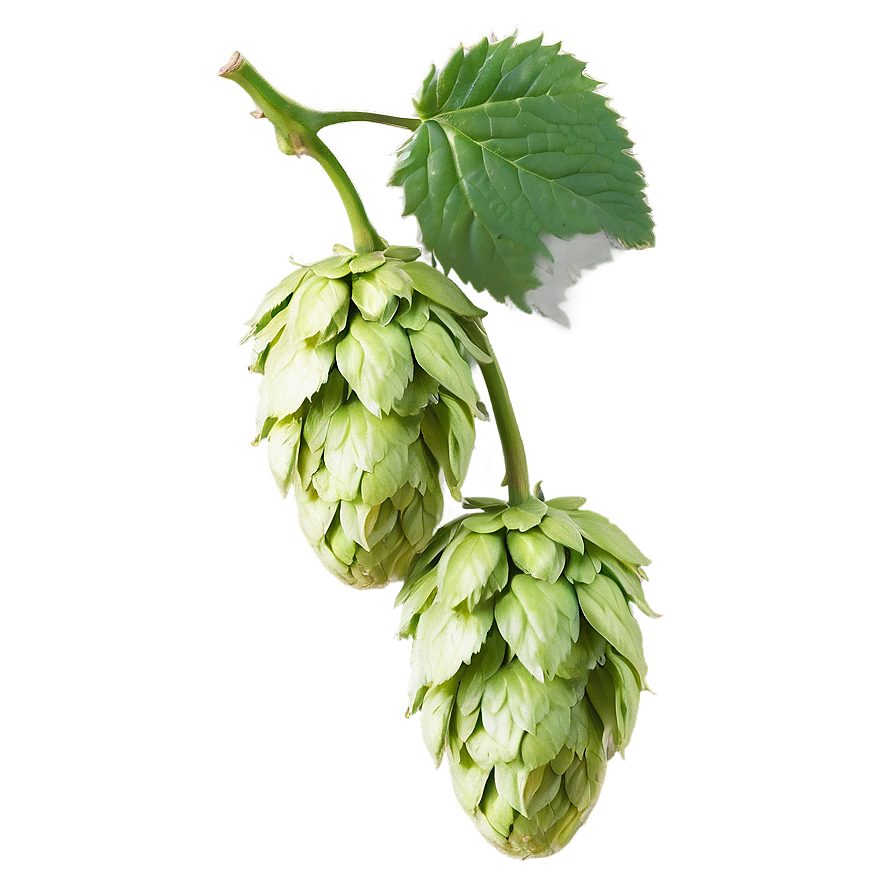 Hops In Bloom Png Tov