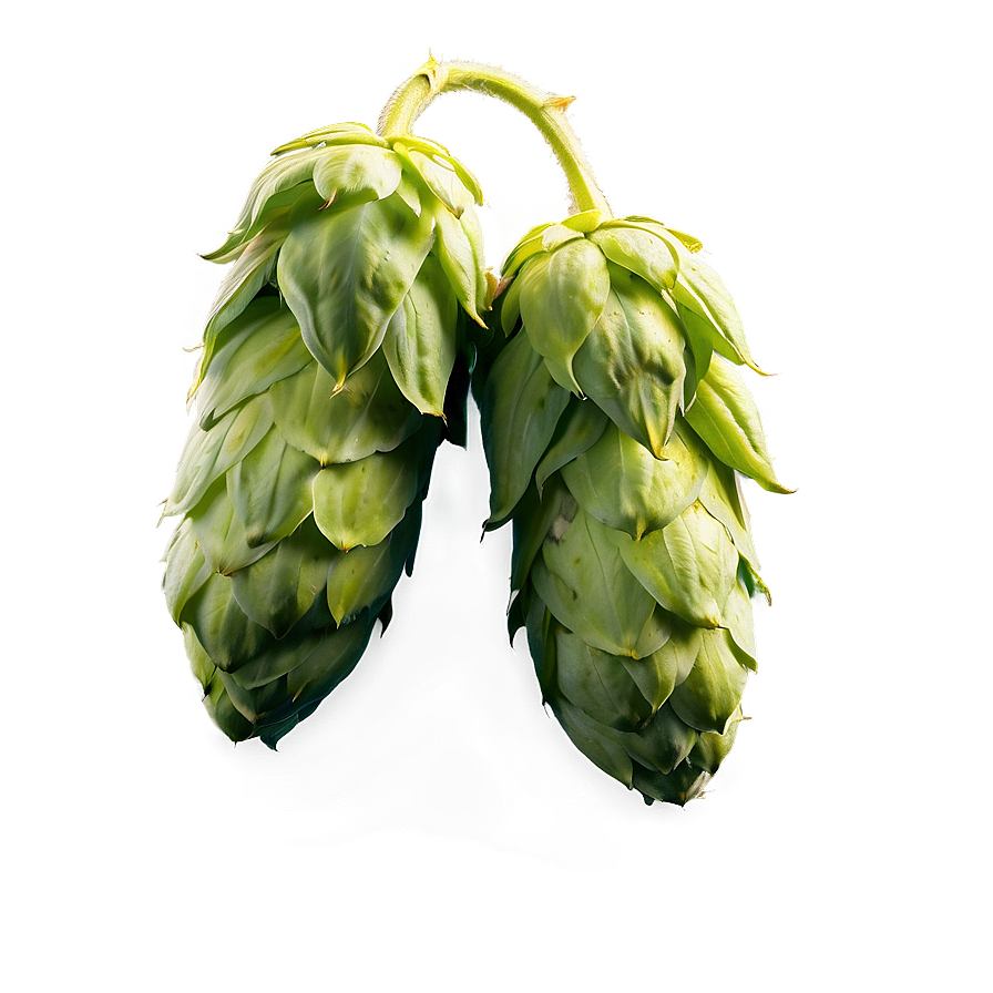 Hops Ingredient Source Png Bsl