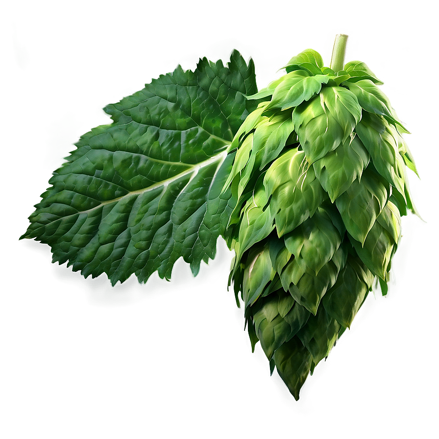 Hops Leaf Texture Png 06292024