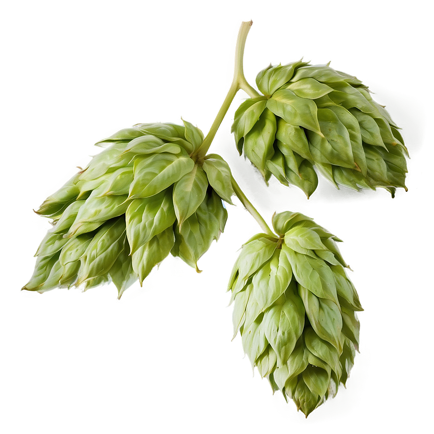 Hops Leaf Texture Png 06292024