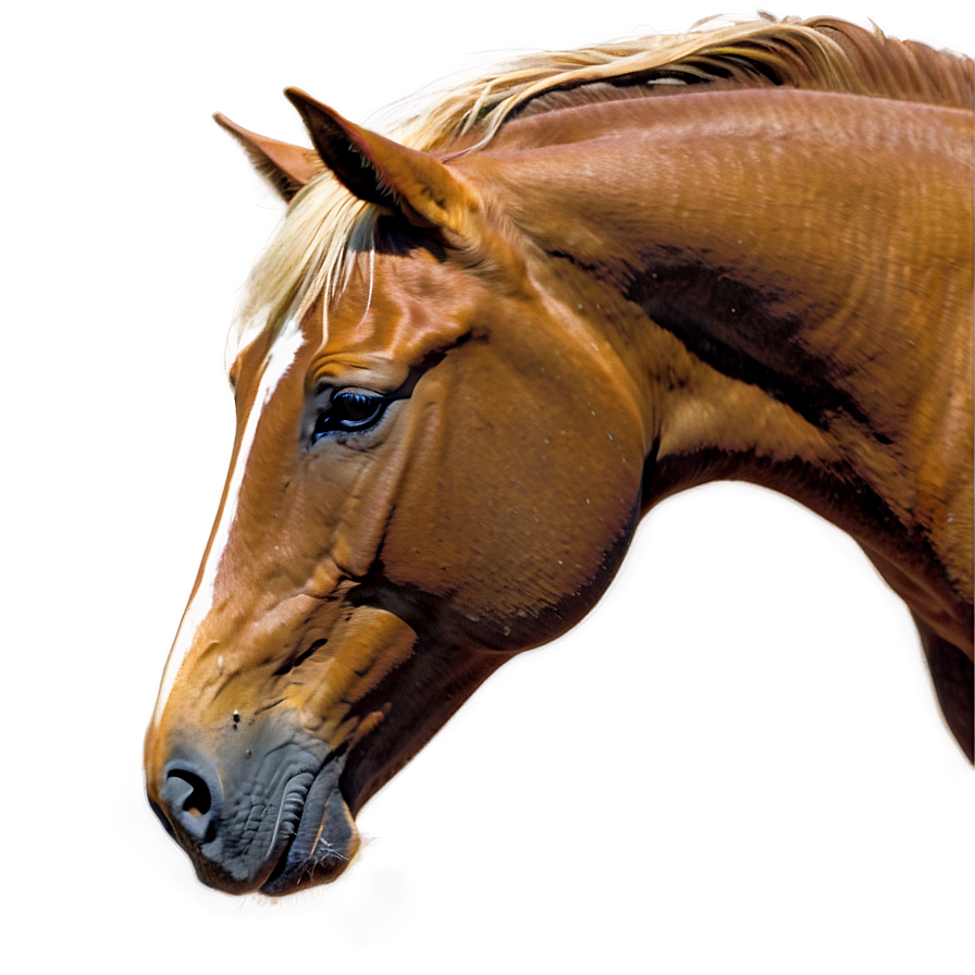 Horse Cartoon Outline Png Rfw