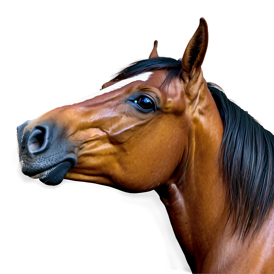 Horse Clipart Png 05032024