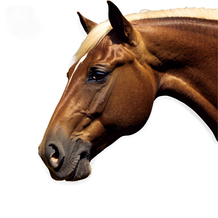 Horse Images C