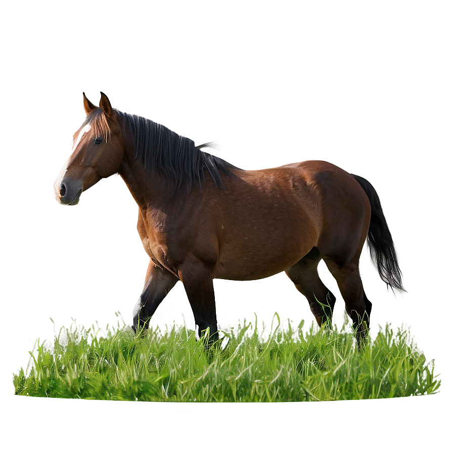 Horse In Field Png 05032024