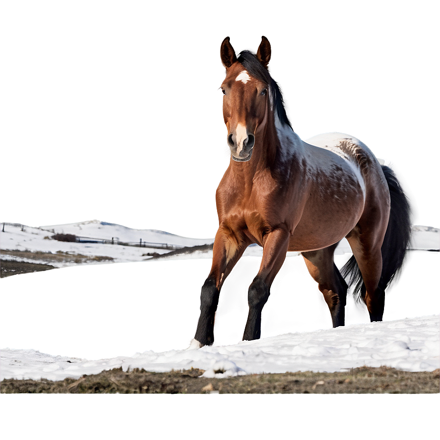 Horse In Snowy Landscape Png Fdw