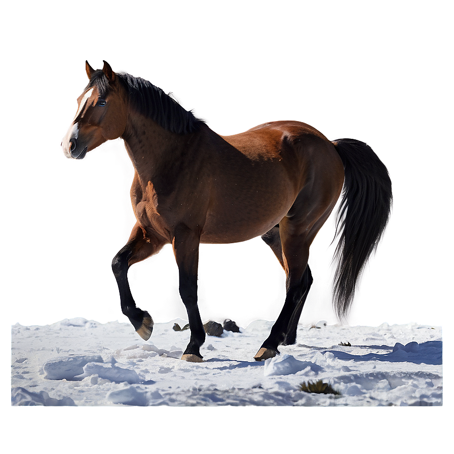 Horse In Snowy Landscape Png Pxq49