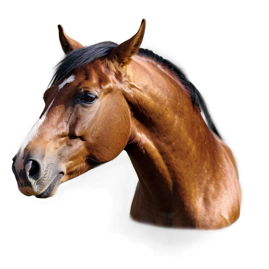 Horse Mane Beauty Shots Png Htm