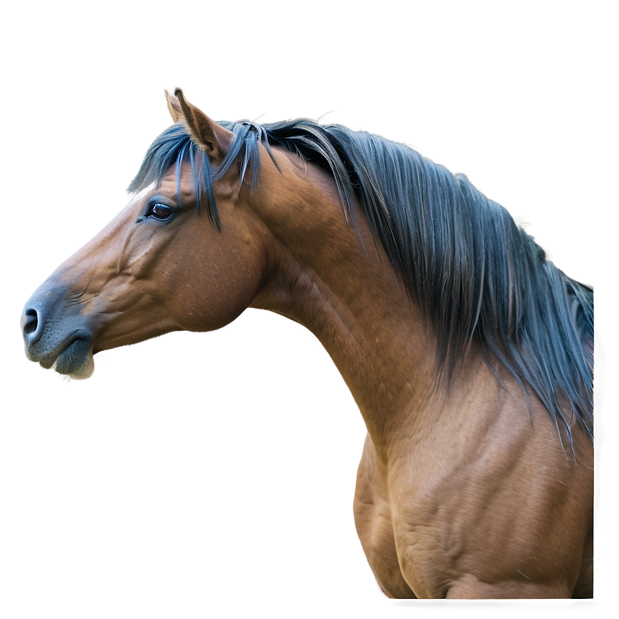 Horse Mane Beauty Shots Png Kmt24