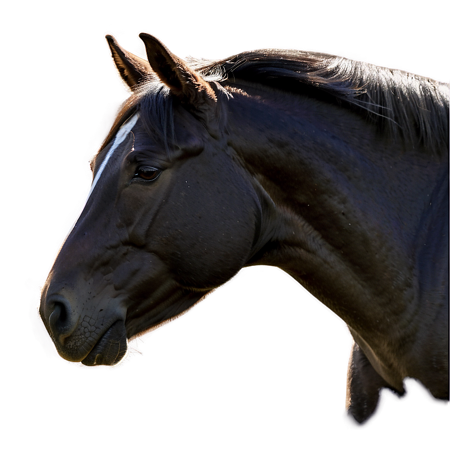 Horse Profile Png 05032024