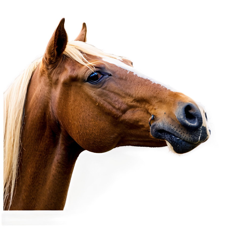 Horse Profile Png 05032024