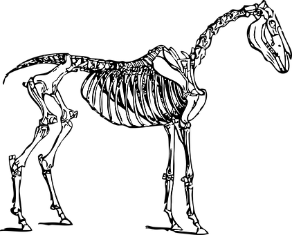 Horse Skeleton Illustration