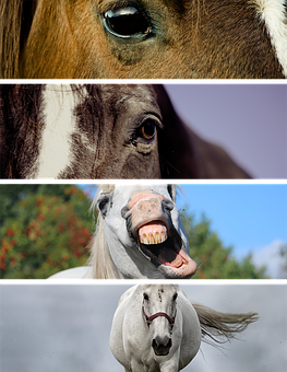 Horses Collage Expressions.jpg