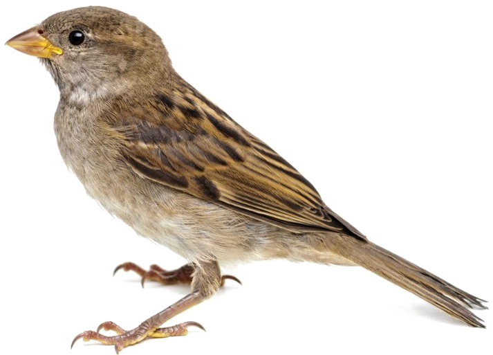 House Sparrow Isolated Image