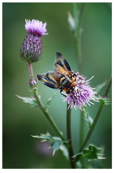 Hoverflyon Thistle Flower.jpg